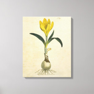 Amaryllis Tulp Botanische Tuin Bloem Canvas Afdruk