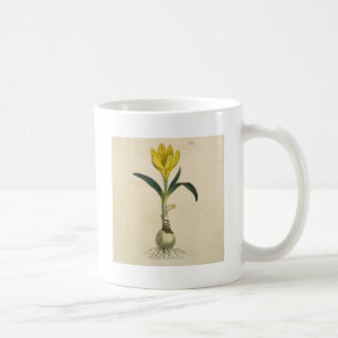Amaryllis Tulp Botanische Tuin Bloem Koffiemok