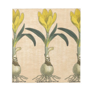 Amaryllis Tulp Botanische Tuin Bloem Notitieblok