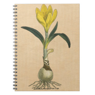 Amaryllis Tulp Botanische Tuin Bloem Notitieboek