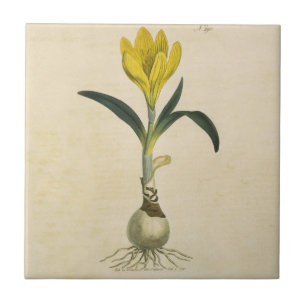 Amaryllis Tulp Botanische Tuin Bloem Tegeltje