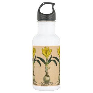 Amaryllis Tulp Botanische Tuin Bloem Waterfles