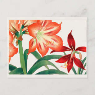 Amaryllis van Tanigami Konan Briefkaart
