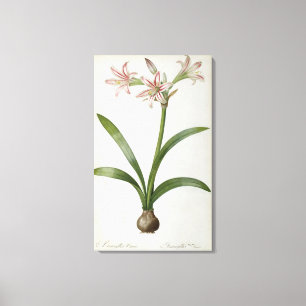 Amaryllis Vittata Canvas Afdruk