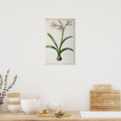 Amaryllis Vittata Poster (Keuken)