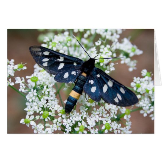 Amata phegea (Devant horizontal)