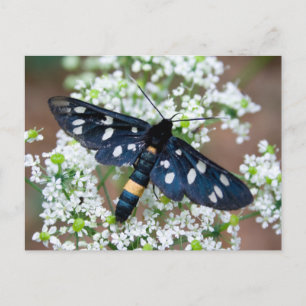 Amata phegea briefkaart