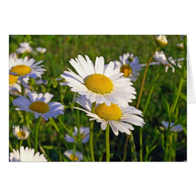 Amateurs (Devant horizontal)