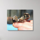 Amateurs d'insectes papillons Photo Impression uni (Recto)