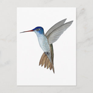 Amazilia met paarse kroon briefkaart