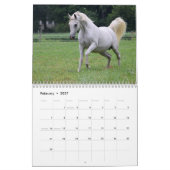 Amazing Arabians - een kalender van 2019 (Feb 2027)