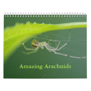 Amazing Arachnids Spider Calendar Kalender