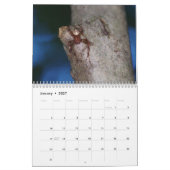 Amazing Arachnids Spider Calendar Kalender (Jan 2027)