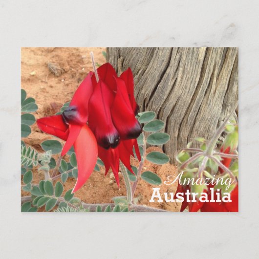 Amazing Australia briefkaart (Voorkant)