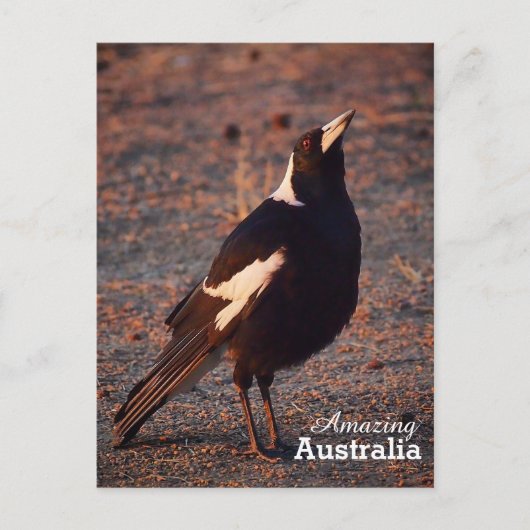 Amazing Australia briefkaart (Voorkant)