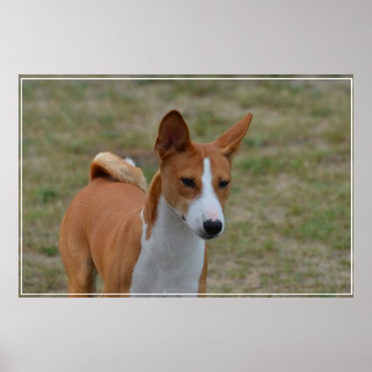 Amazing Basenji Dog Poster (Voorkant)
