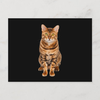 Amazing Bengal Kitten Briefkaart