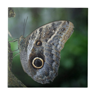 Amazing Caligo Eurilochus Butterfly Tegeltje
