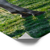 Amazing Graze Poster (Hoek)