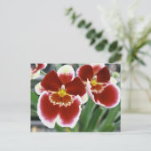 Amazing miltonia orchid briefkaart (Staand voorkant)