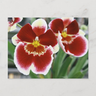 Amazing miltonia orchid briefkaart
