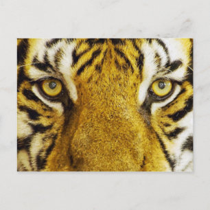 Amazing Tiger Eyes Wildlife Painting Briefkaart