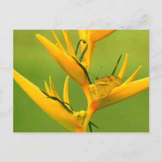 Amazon Humane Society: Amazon Natuur reeks Briefkaart