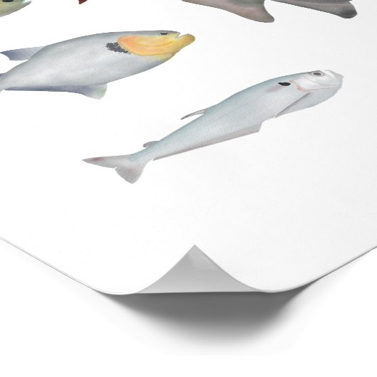 Amazon River Basin Fish Group Poster (Hoek)