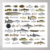 Amazon River Basin Fish Group