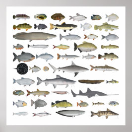 Amazon River Basin Fish Group Poster