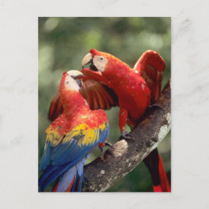Amazonië, Brazilië. Paar Scharlaken Ara's Briefkaart