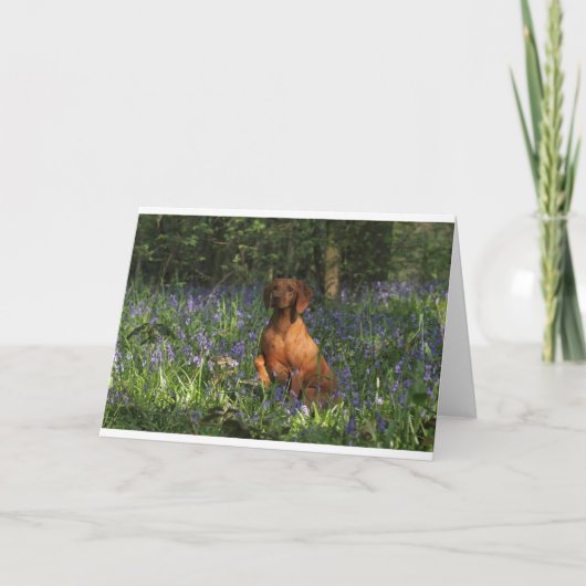 Amber Kaart (Voorkant)