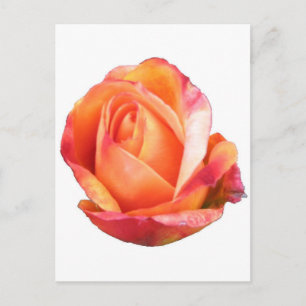Amber Sunblaze Miniature Roos Briefkaart