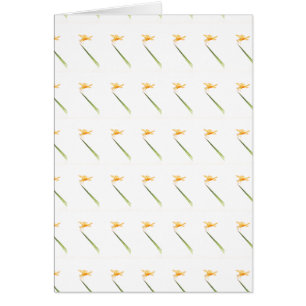 Ambervleugels, overal om