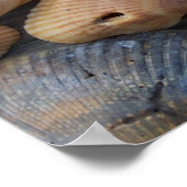 Amberzee schelpen poster (Hoek)