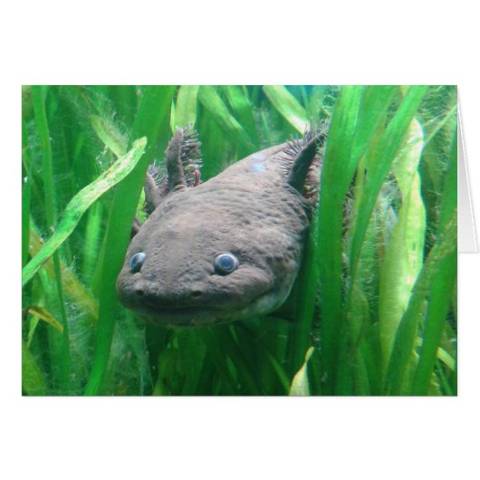 Ambystoma andersoni (Devant horizontal)