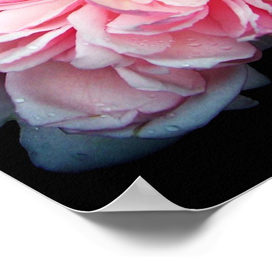 Amelia Roos Poster (Hoek)