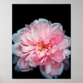 Amelia Roos Poster (Voorkant)