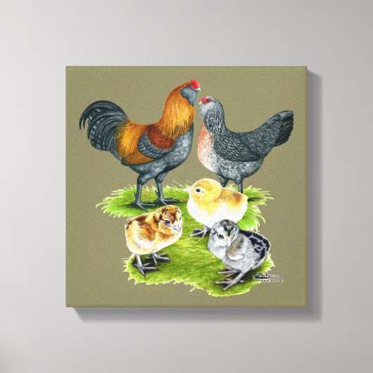 Ameraucana Chicken Family Canvas Afdruk (Voorkant)