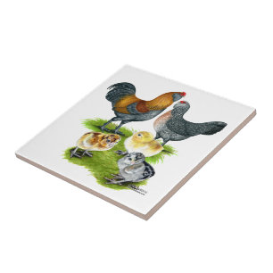 Ameraucana Kippenfamilie Tegeltje