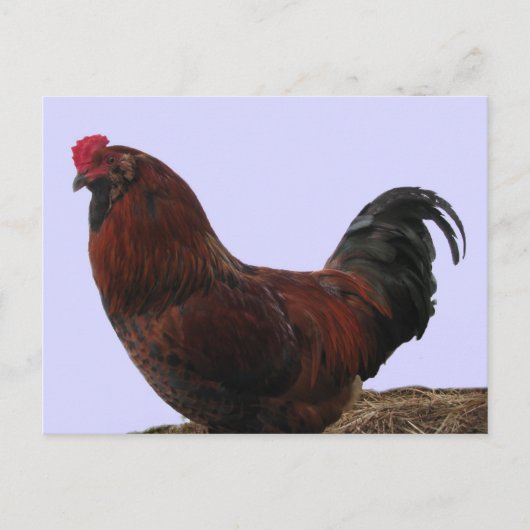 Ameraucana Rooster Briefkaart (Voorkant)