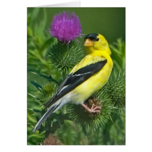 Américain Goldfinch (Devant)