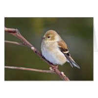 Américain Goldfinch