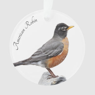 Américain Robin