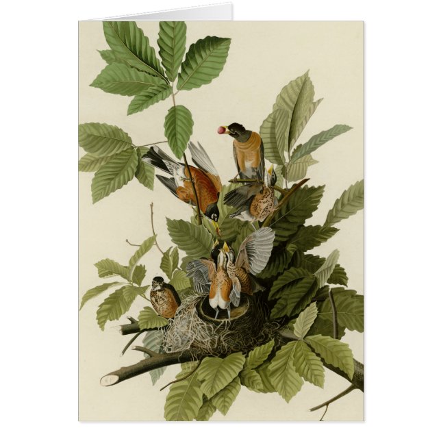 Américain Robin (Devant)