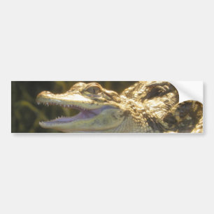 American Alligator Mouth Open Bumpersticker