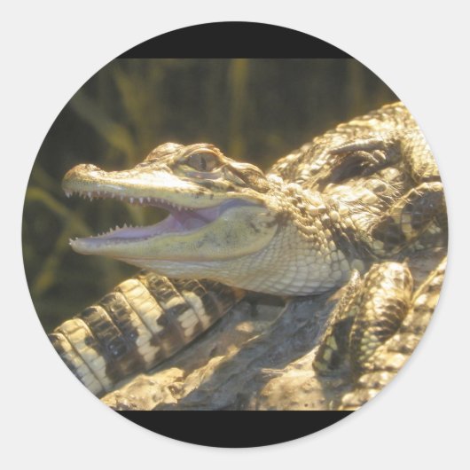 American Alligator Mouth Open Ronde Sticker (Voorkant)