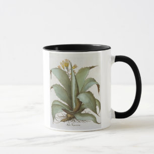American Aloe: Aloe Americana uit de 'Hortus Ey' Mok