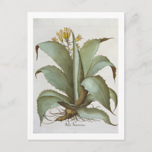 American Aloe: Aloe Americana, van de 'Hortus Ey' Briefkaart