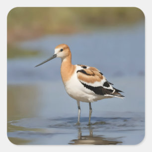 American Avocet staand in water Vierkante Sticker
